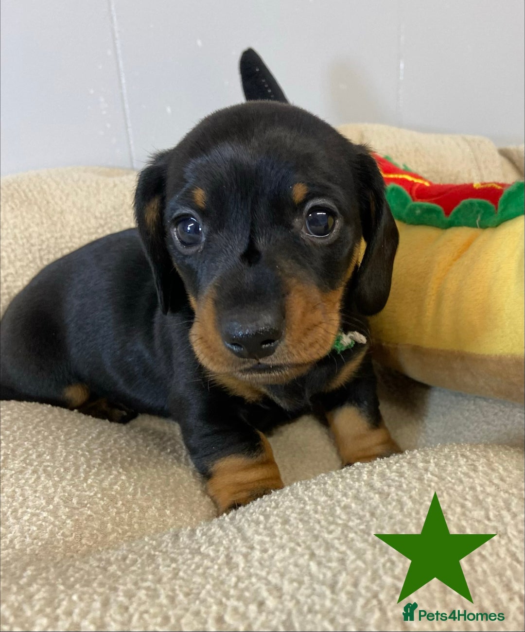 Miniature Dachshund dogs for sale: Miniature Smooth Dachshund Boy Puppies  - Advert 2