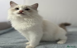 Ragdoll cats for sale: Playful Pedigree Ragdoll Kittens Available - Image 25