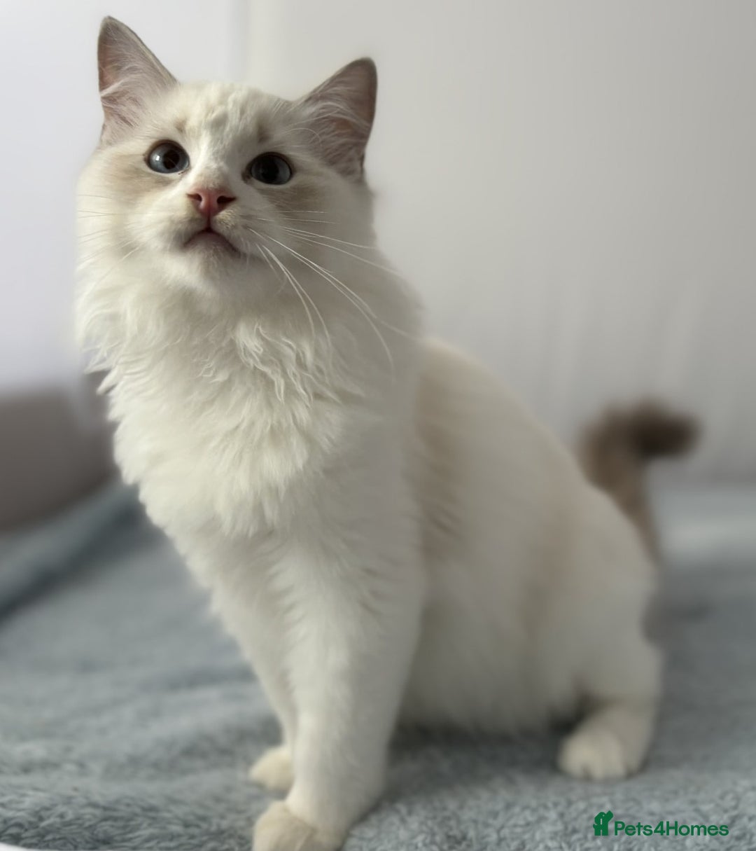 Ragdoll cats for sale: Playful Pedigree Ragdoll Kittens Available - Image 25