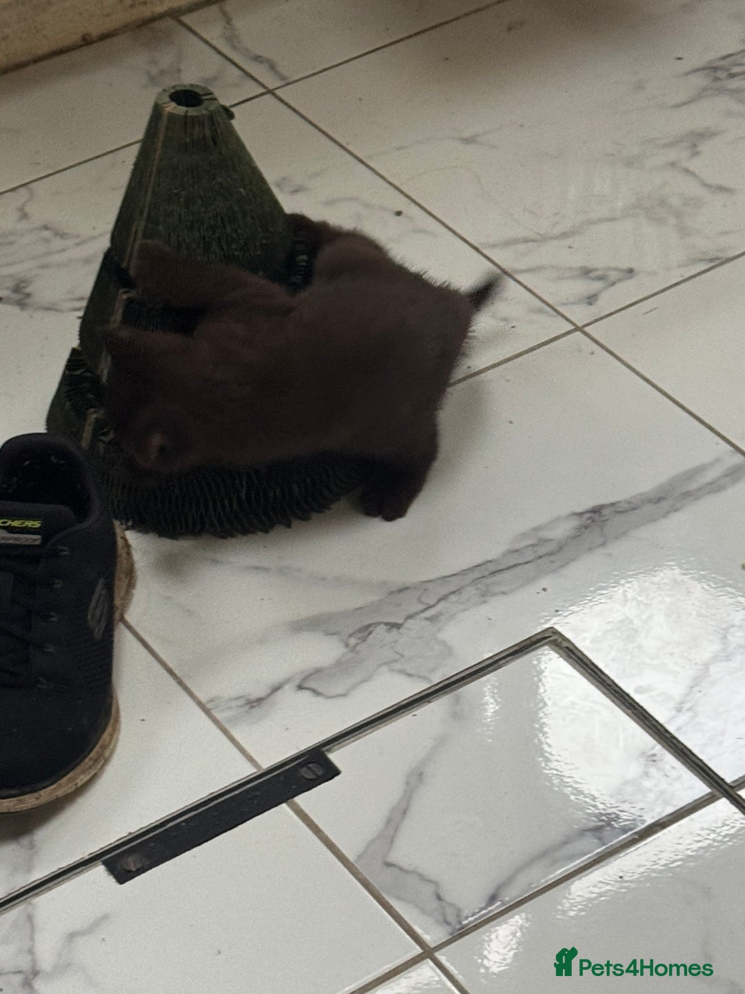 British Shorthair cats for sale: British Short Hair Chocolate kitten female  - Advert 6