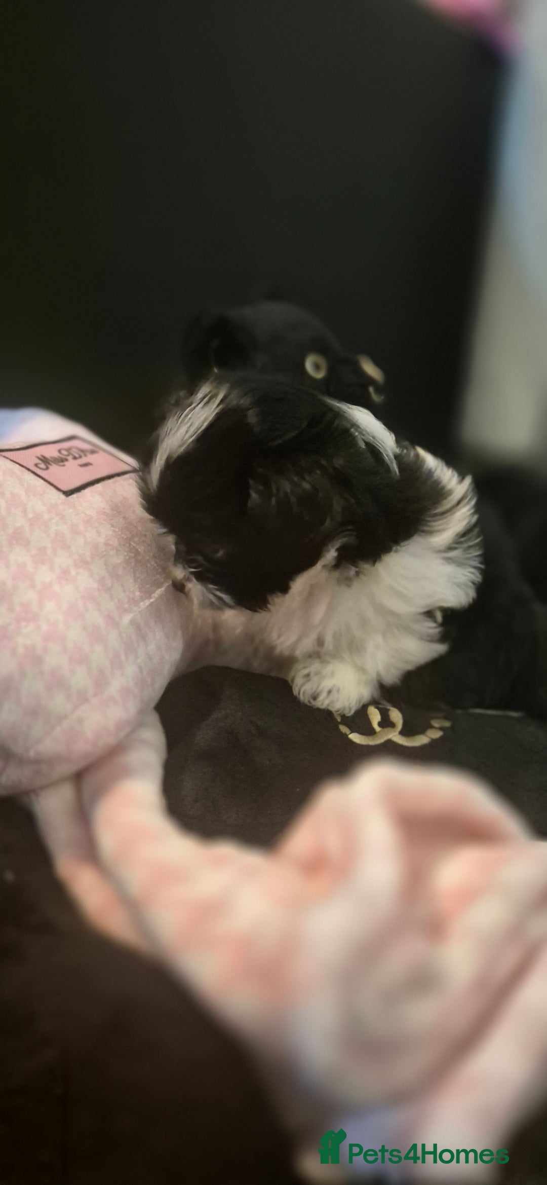 Yorkshire Terrier dogs for sale: Beautiful Biewer Yorkshire terrier puppies  - Advert 13