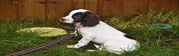 Cocker Spaniel dogs for sale: Ready Now Kc Reg Health Tested - Advert 3
