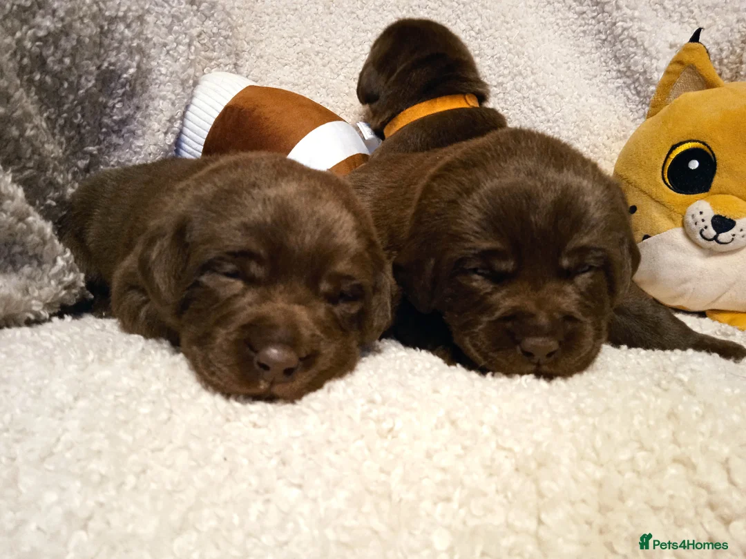 Labrador Retriever dogs for sale: KC CHOCOLATE LABRADORS PUPPIES, H TESTED PARENTS  - Advert 27