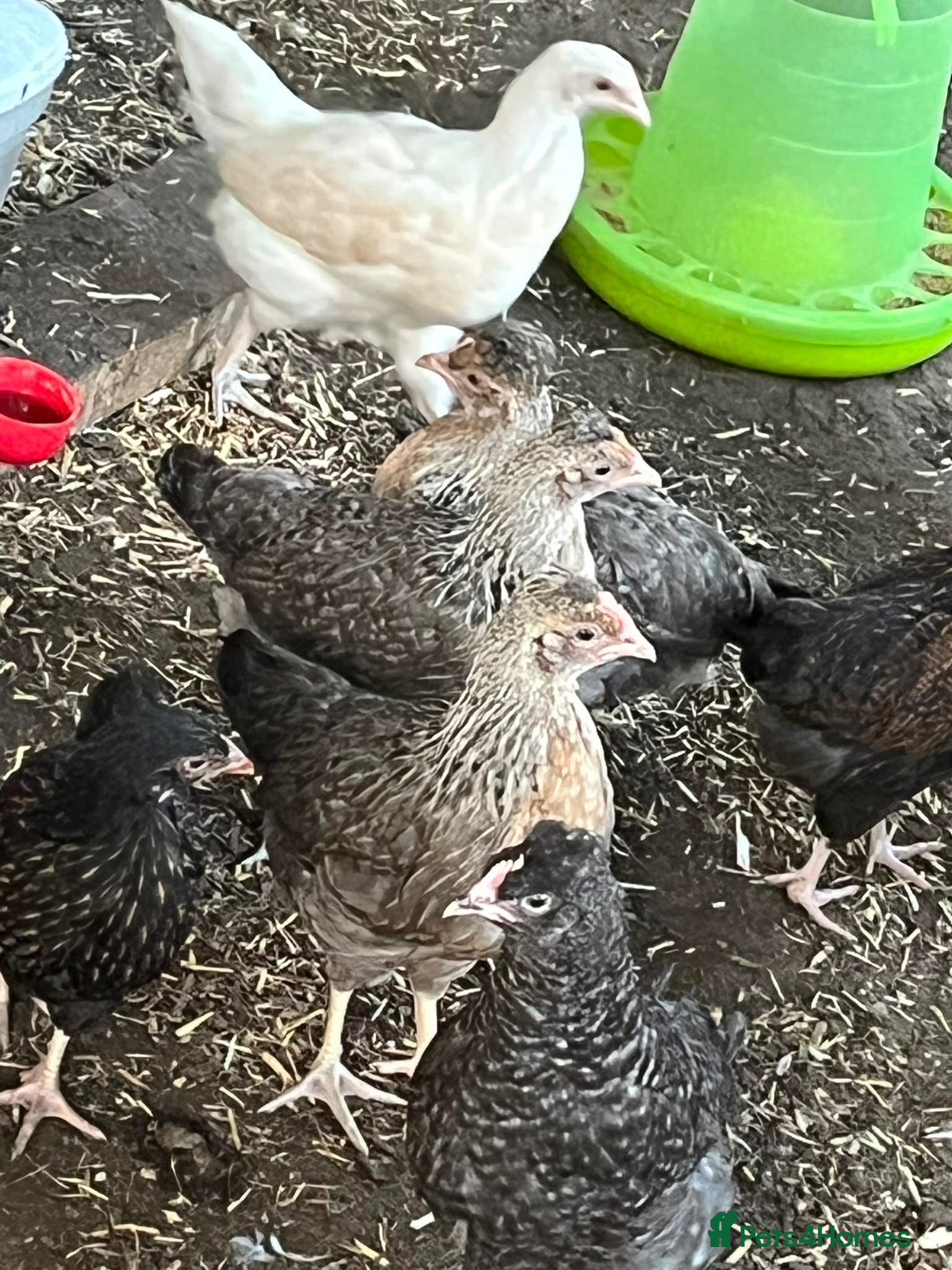 Chickens poultry Mixed pullets  - Advert 1