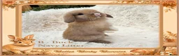 Mini Lop rabbits for sale: 🌻 Baby Mini Lops 🌻 Reserve Now 🌻 Ready 4th Oct - Advert 11