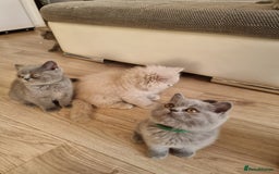 British Shorthair cats for sale: TOP💗 Quality British Shorthair 😻Kittens💋 - Image 23