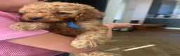 Cavapoo dogs for sale: F1b Deep Red curly coat toy Cavapoo pups 🐾 - Advert 25