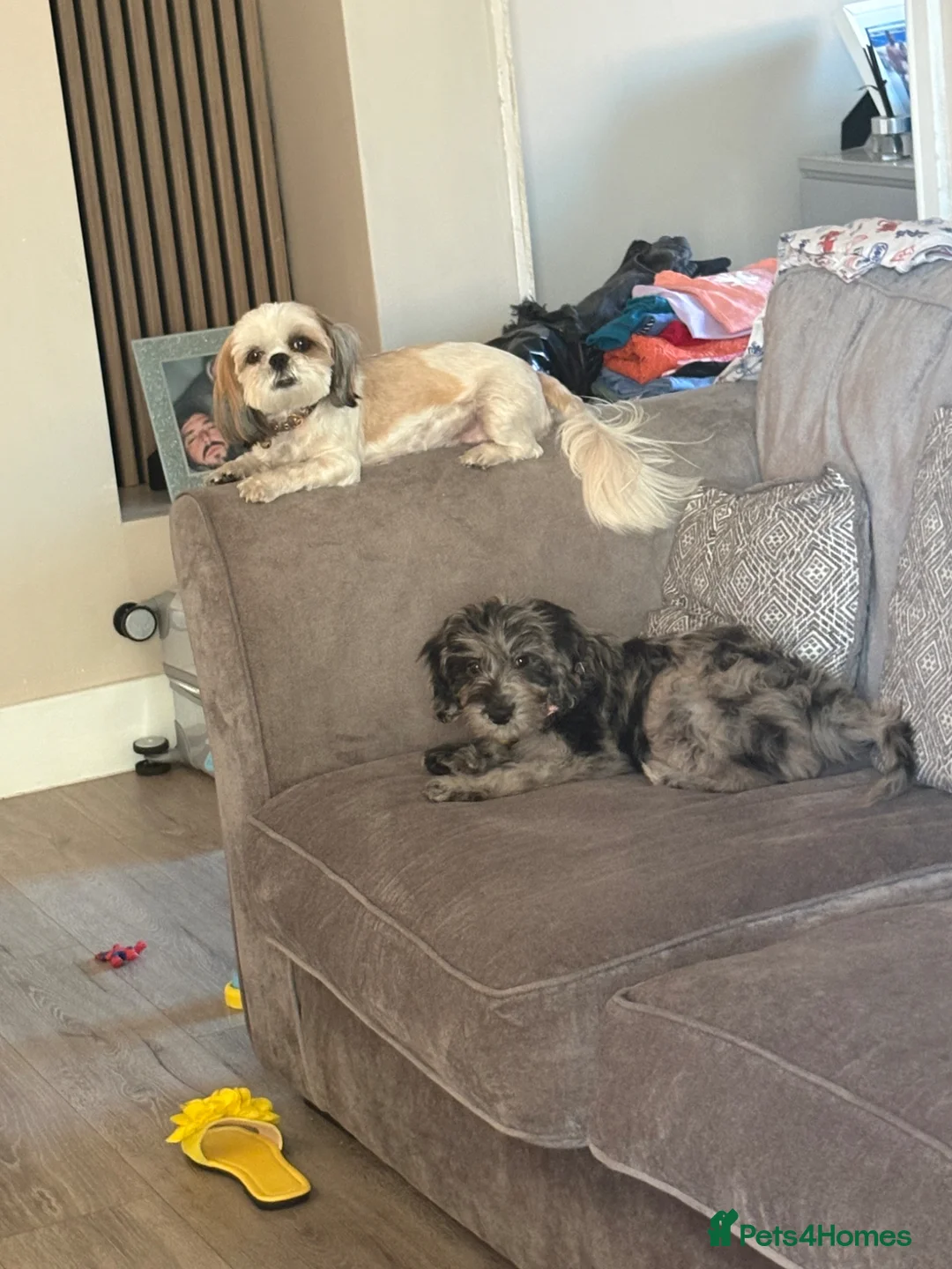 Cockapoo dogs for sale: Mimiii - Advert 2