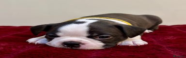 Boston Terrier Puppy 3