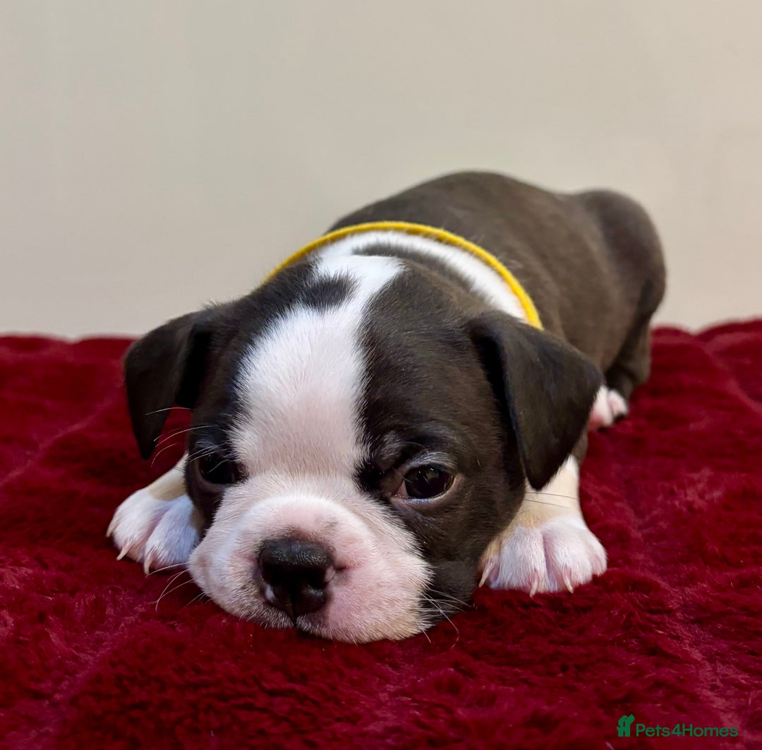 Boston Terrier dogs for sale: Boston Terriers for sale - Advert 13