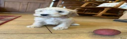Cockapoo dogs for sale: F1b stunning cockapoos  - Advert 6