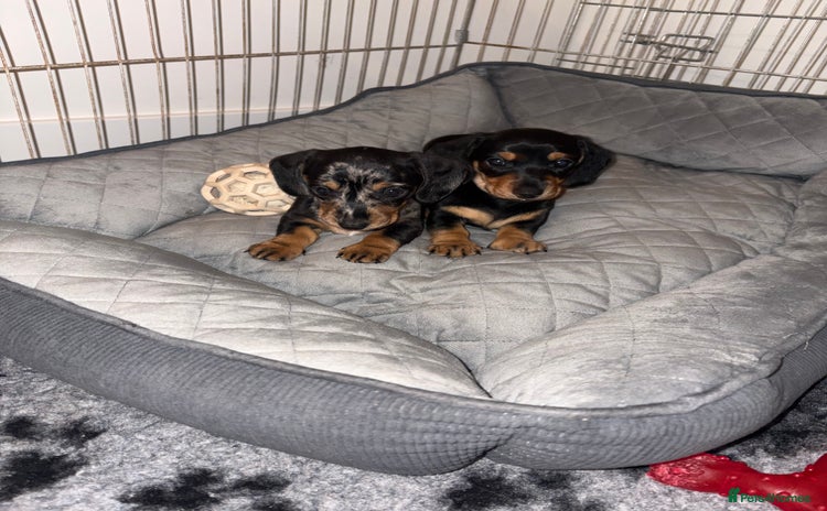 Miniature Dachshund dogs KC 24 Champion line Pedigree Miniature dachshunds - Advert 7