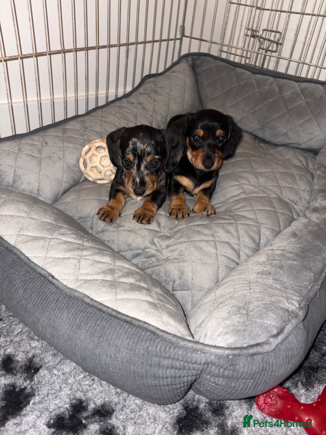 Miniature Dachshund dogs for sale: READY TO LEAVE KC Pedigree Miniature dachshunds - Advert 1