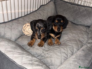 Miniature Dachshund dogs KC 24 Champion line Pedigree Miniature dachshunds - Advert 12