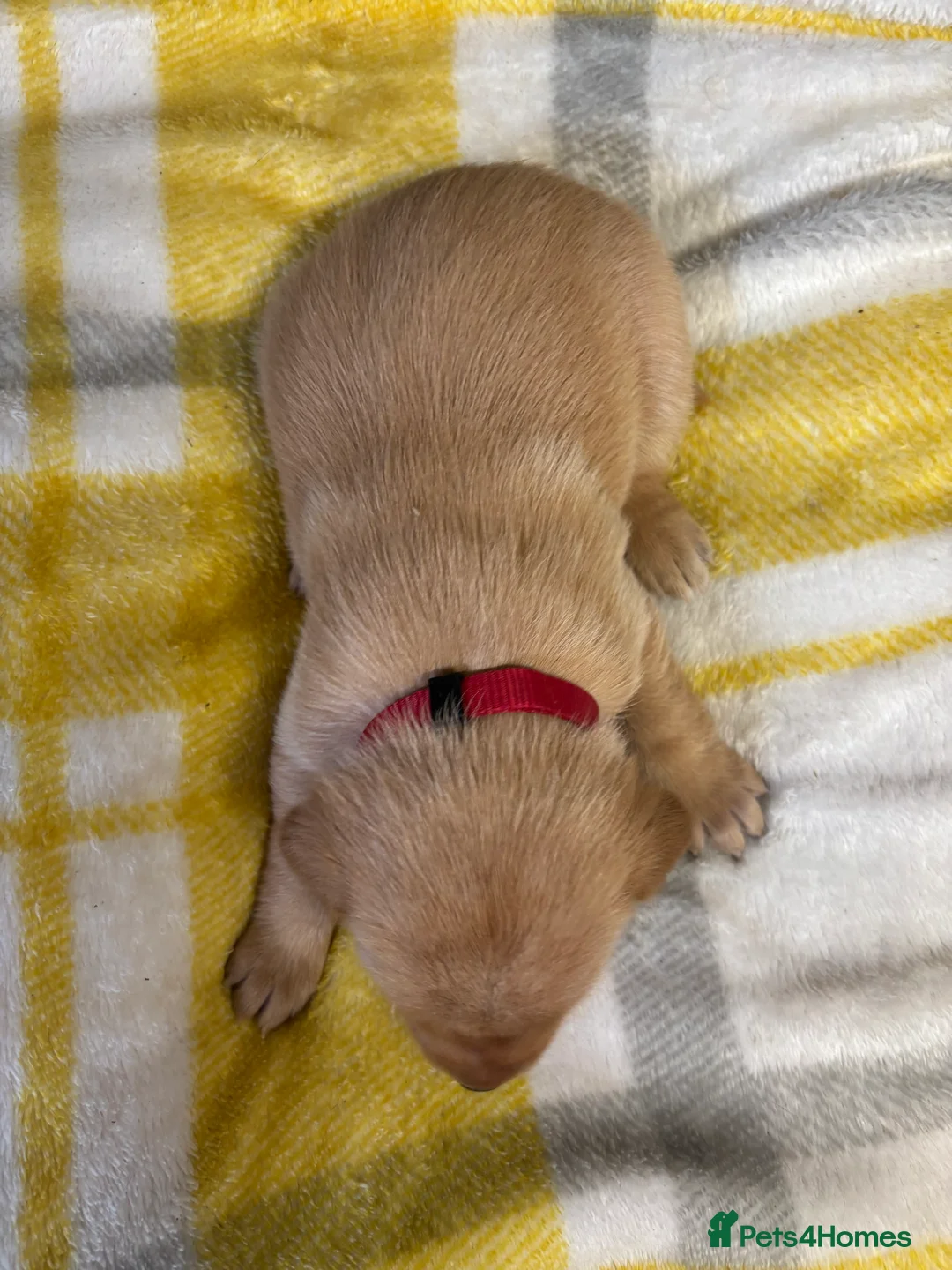 Labrador Retriever dogs for sale: KC Dark yellow Labrador pups  - Advert 18