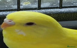 Budgerigars birds for sale: Baby budgies for sale . - Image 1