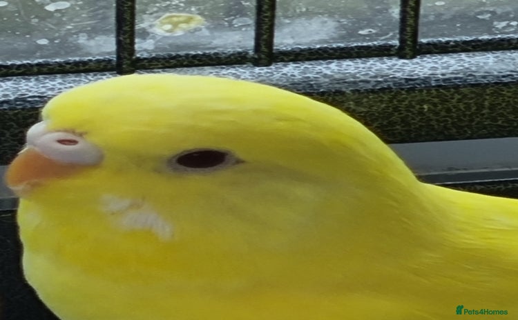 Budgerigars birds - Advert 2