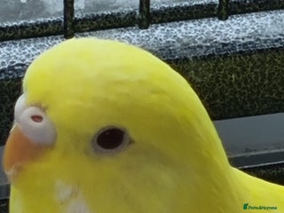 Budgerigars birds - Advert 30