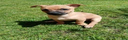 Mixed Breed dogs for sale: Beautiful Chipin puppies (Chihuahua x Pinscher) in Wisbech - Advert 3