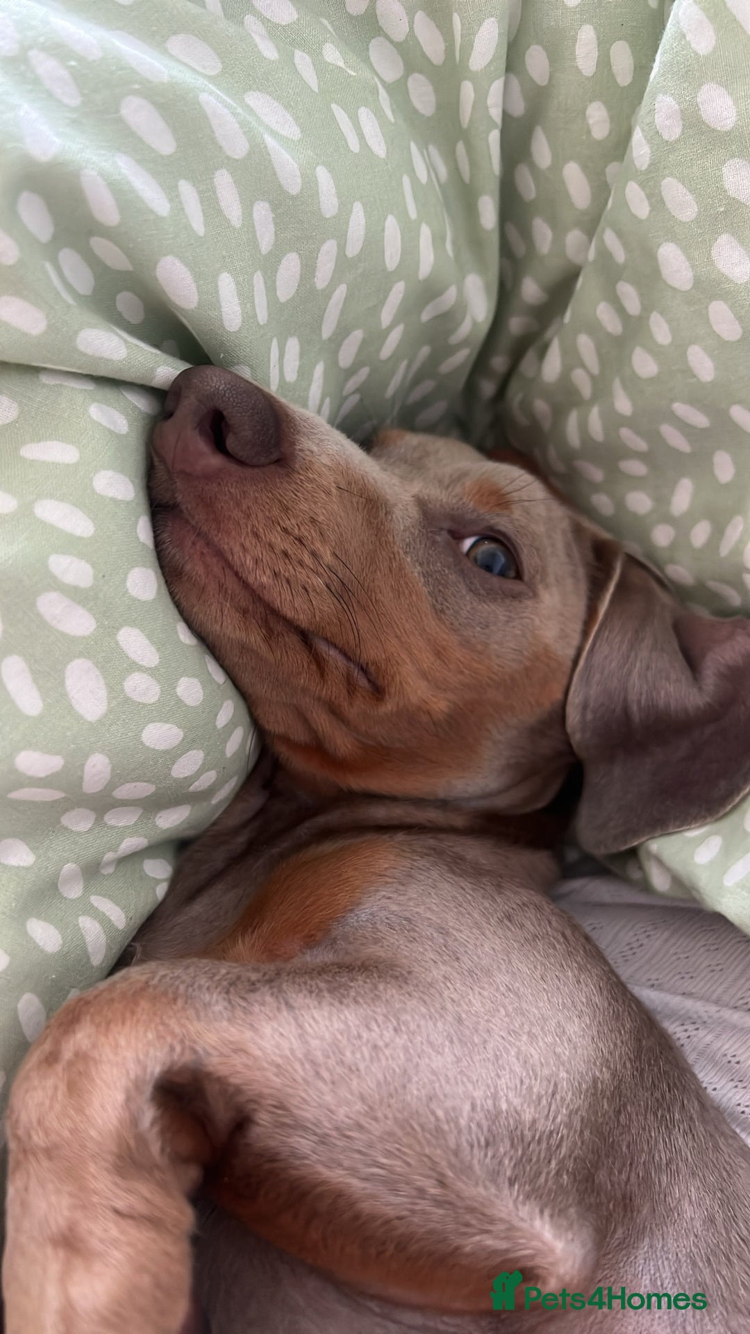 Miniature Dachshund dogs for sale: 9 month, KC registered miniature dachshund  - Advert 16