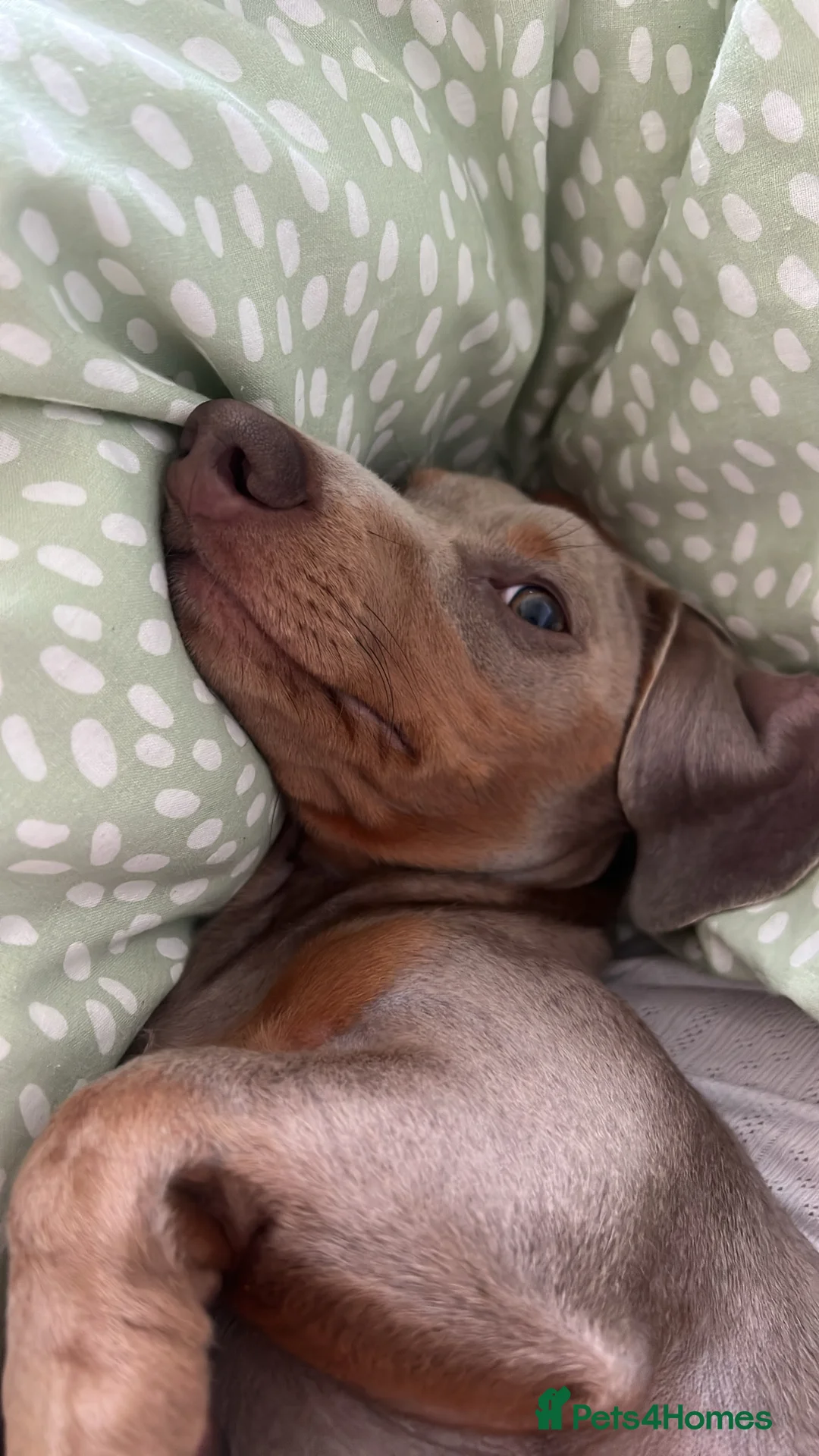 Miniature Dachshund dogs for sale: 9 month, KC registered miniature dachshund  - Advert 16