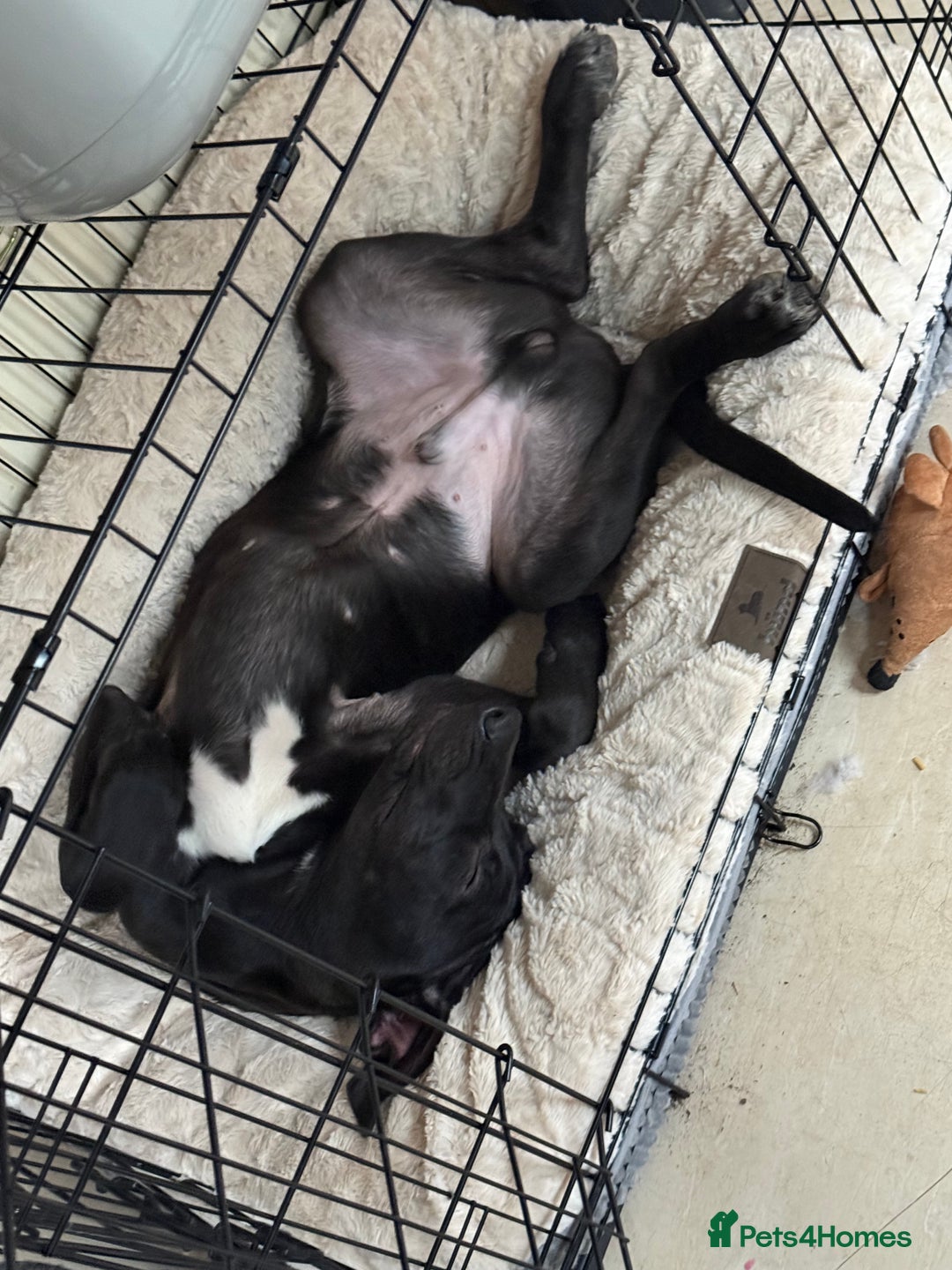 Mixed Breed dogs for sale: READY NOW ‼️‼️ beautiful Cane Corso 🐶 - Advert 1