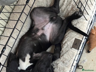 Mixed Breed dogs READY NOW ‼️‼️ beautiful Cane Corso 🐶 - Advert 1