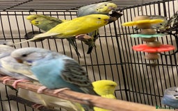 Budgerigars birds for sale: Budgies  - Advert 6