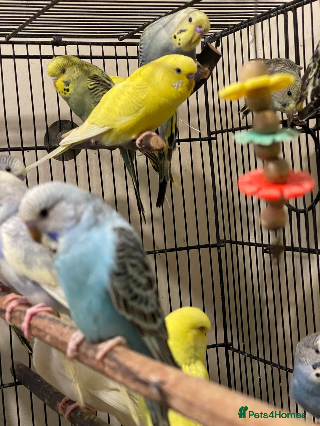 Budgerigars birds for sale: Budgies  - Advert 6