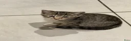 Domestic Shorthair cats for sale: Lovely tabby kittens - Advert 3