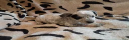 Staffordshire Bull Terrier dogs for sale: Beautiful Merle Staffy pups - Advert 8