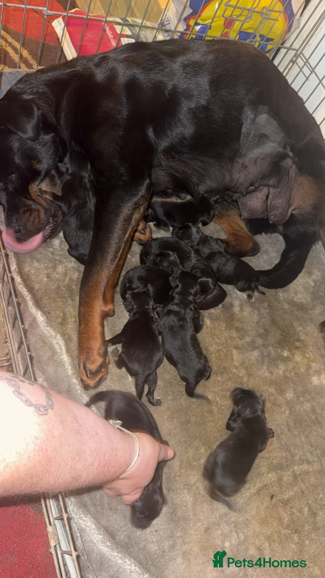 Rottweiler dogs for sale: 10 Beautiful Healthy German Rottweilers - Advert 1