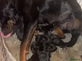 Rottweiler dogs 10 Beautiful Healthy German Rottweilers - Advert 1