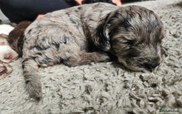 Cockapoo dogs for sale: Cockapoo puppies - Image 29