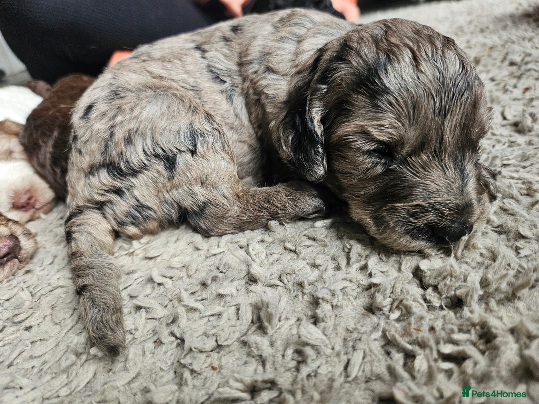 Cockapoo dogs for sale: Cockapoo puppies - Image 29