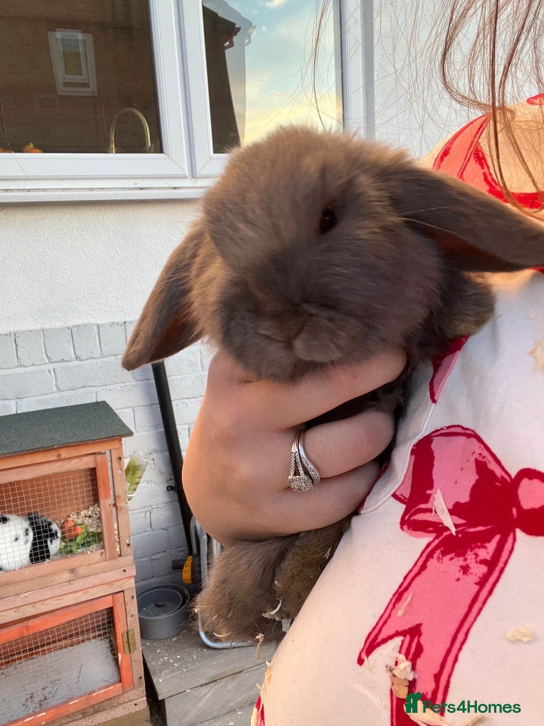 Mini Lop rabbits for sale: Mini lops for sale  - Advert 3