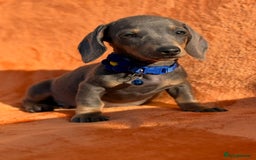 Miniature Dachshund dogs for sale: KC Reg Miniature Dachshund Puppies  - Image 24