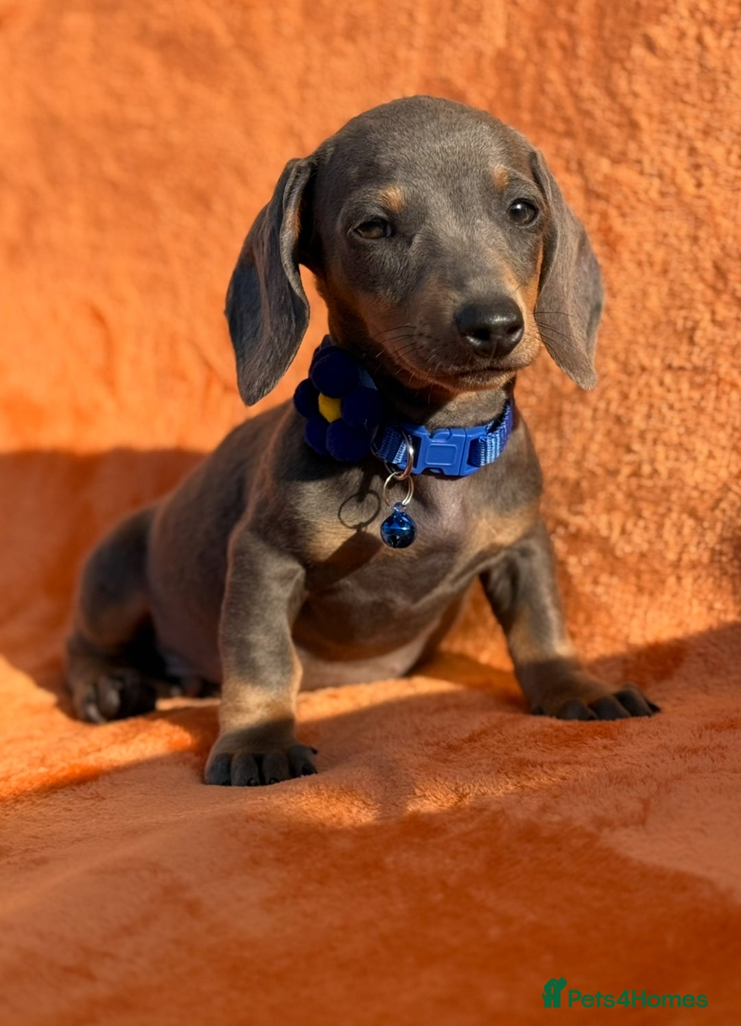 Miniature Dachshund dogs for sale: KC Reg Miniature Dachshund Puppies  - Image 24