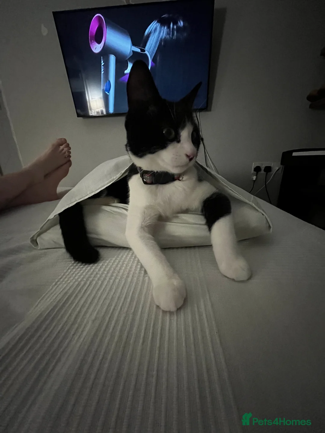 Mixed Breed cats for sale: Re-homing Mr Leo - Advert 5