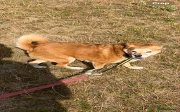 Mixed Breed dogs for adoption: Geoffrey - Kings Lynn Norfolk  - Image 8