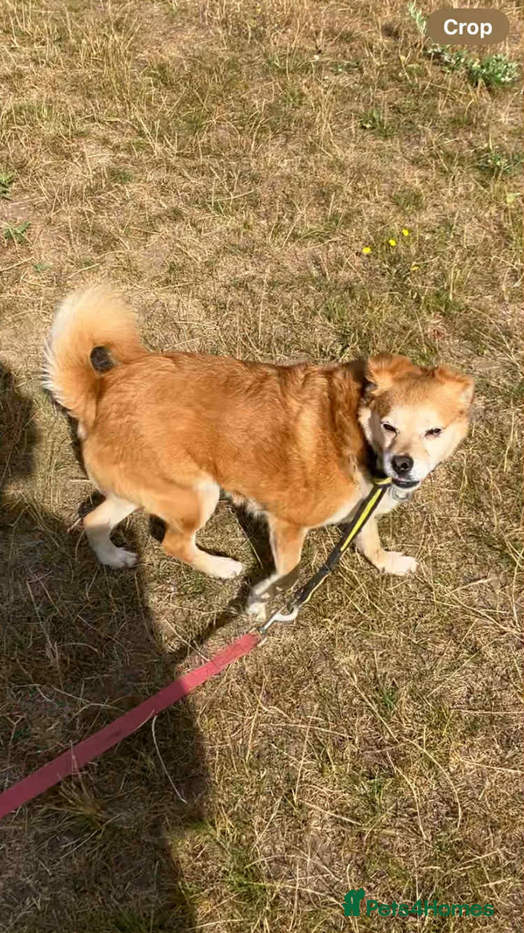 Mixed Breed dogs for adoption: Geoffrey - Kings Lynn Norfolk  - Advert 8