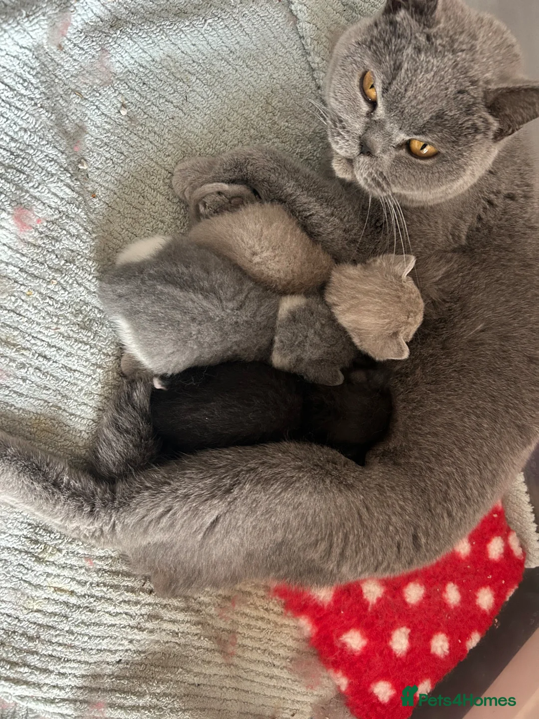 British Shorthair cats for sale: Four little beauties bi colour points  in Rugby - Advert 1