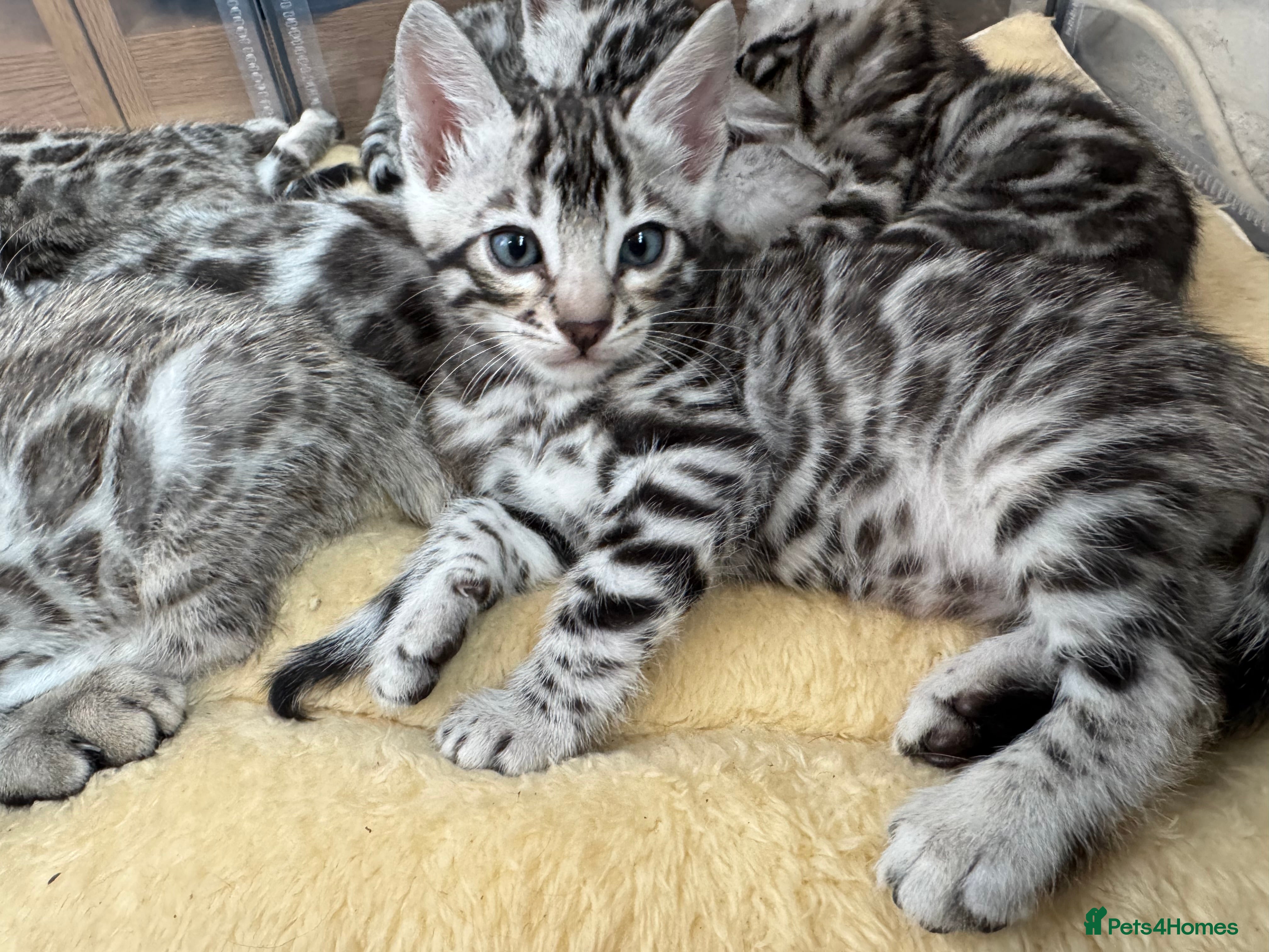 Bengal cats Ready mid March. Stunning TICA-registered Bengals  - Advert 6