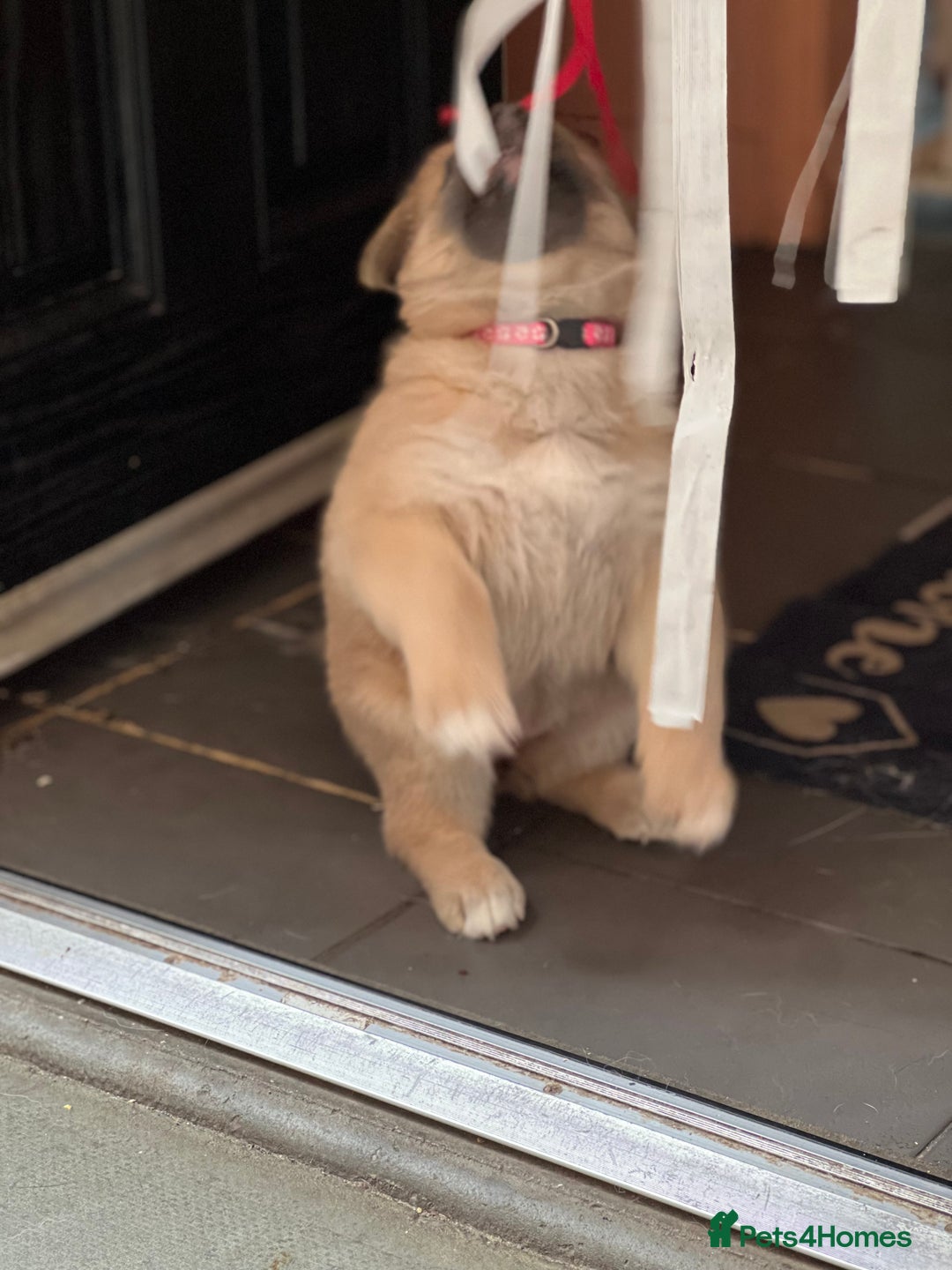 German Shepherd dogs for sale: REDUCED German shepherd puppies 8 was old - Advert 4