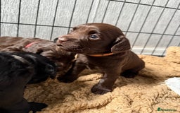 Cocker Spaniel dogs for sale: Cocker spaniel puppies - Advert 12