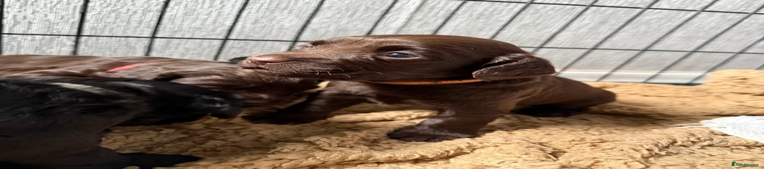 Cocker Spaniel Puppy 2
