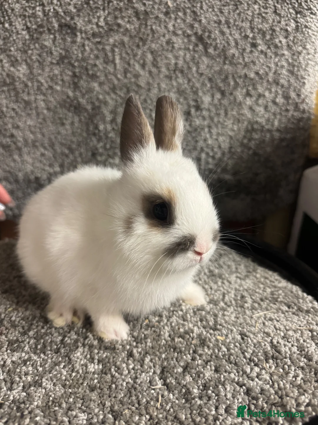 Netherland Dwarf rabbits for sale: Netherland dwarf babies - Advert 1