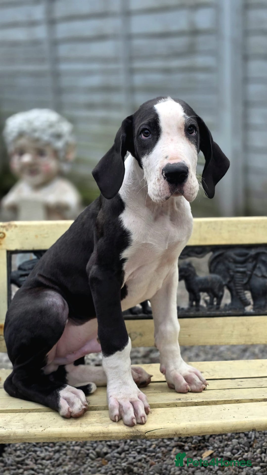Great Dane dogs for sale: 2 remaining Championship Great Dane puppies - Image 4