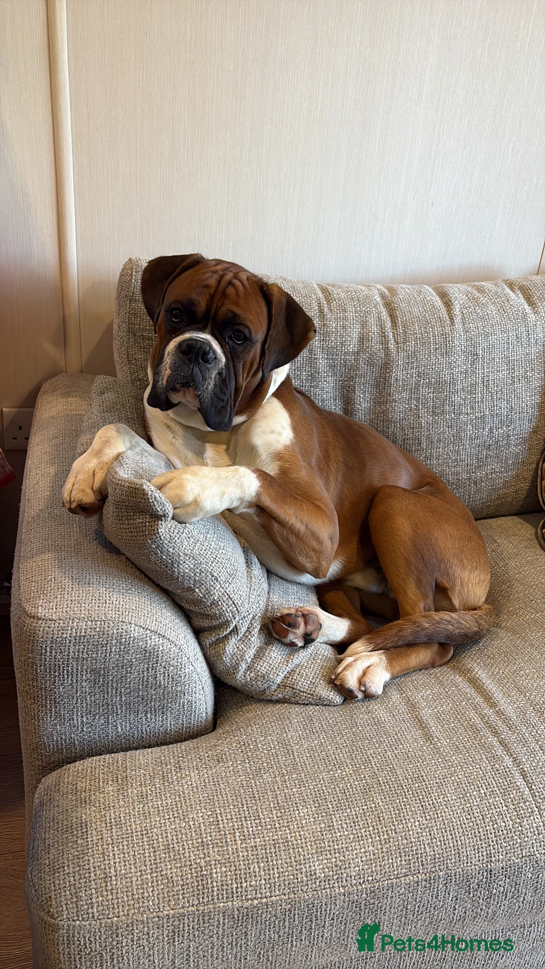 Boxer dogs for stud: Full pedigree boxer dog for stud  - Advert 2