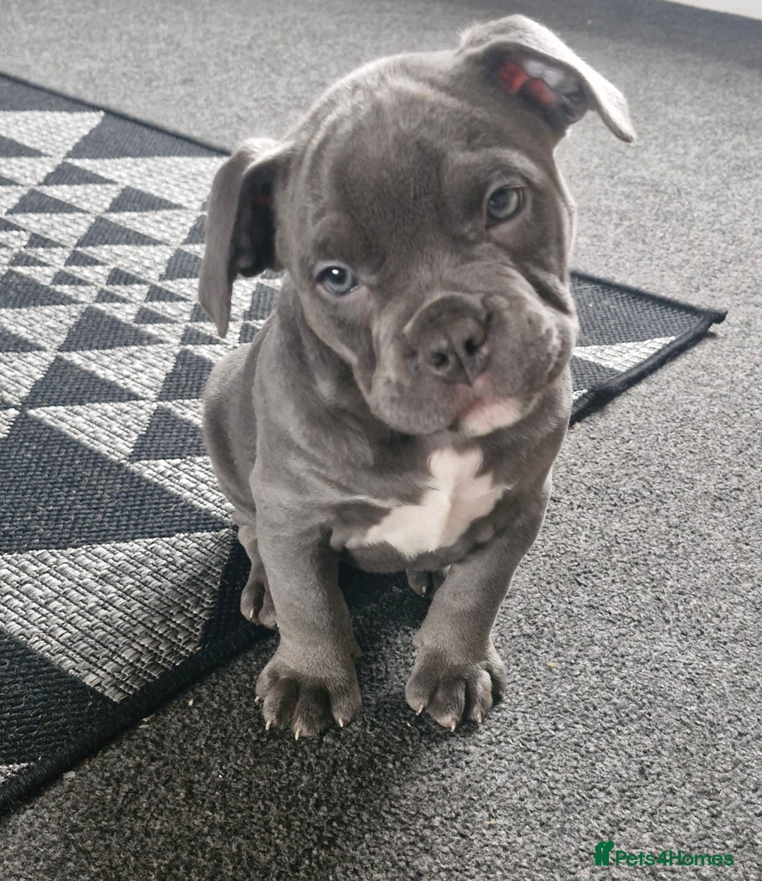 American Bully dogs for sale: Female  - Advert 3